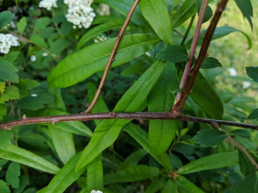 Spiraea ulmifolia 21