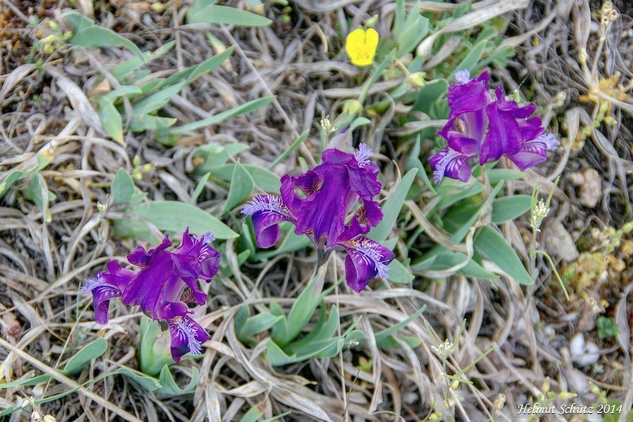 Zwerg-Schwertlilie 16