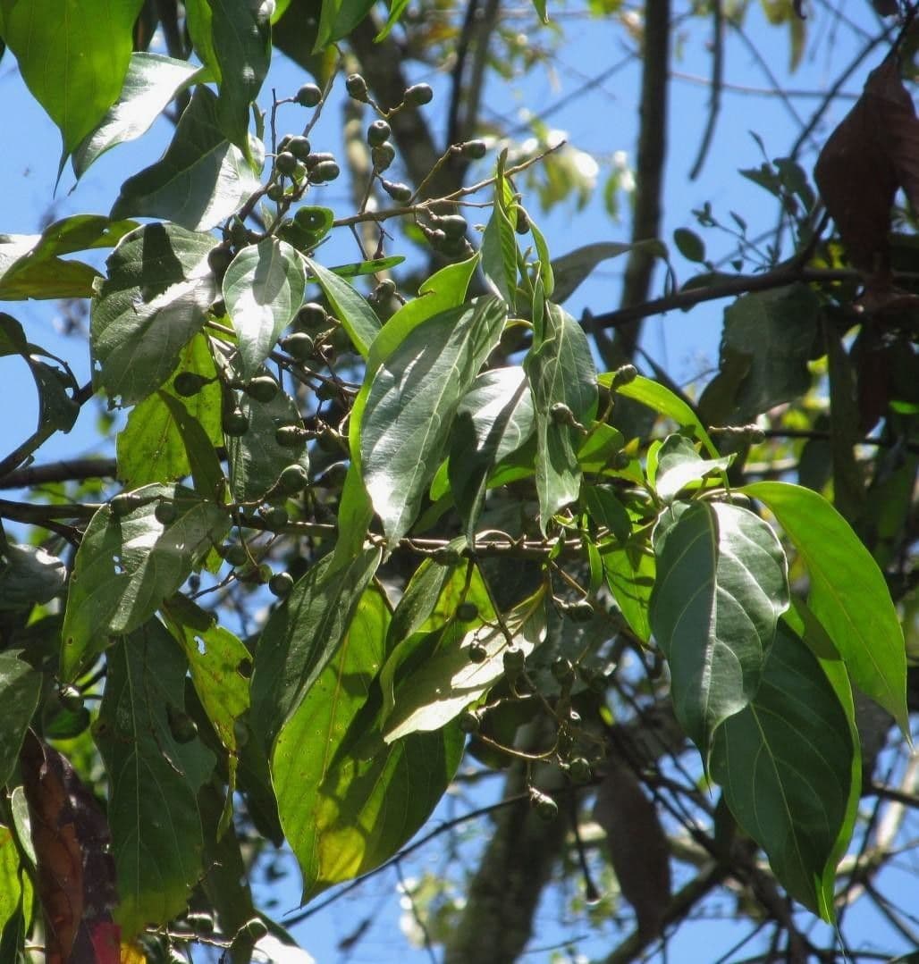 Nectandra 26