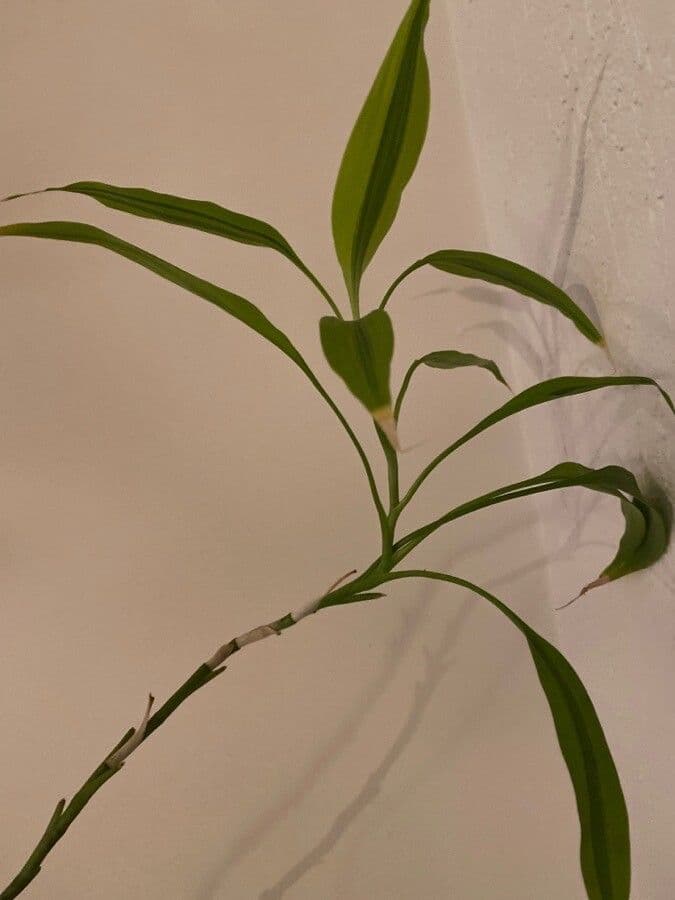 Dracena 22