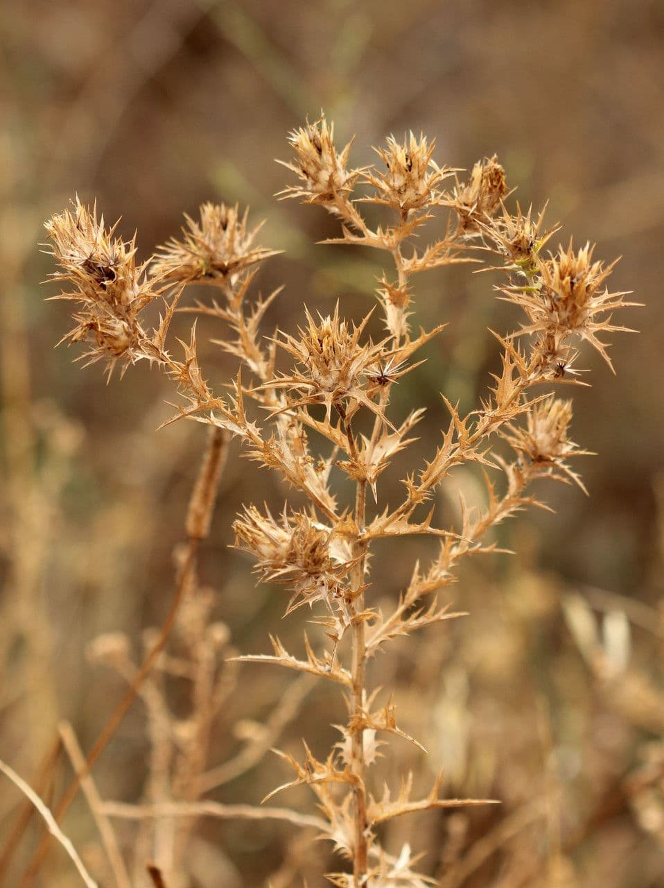Cardo selvatico 11