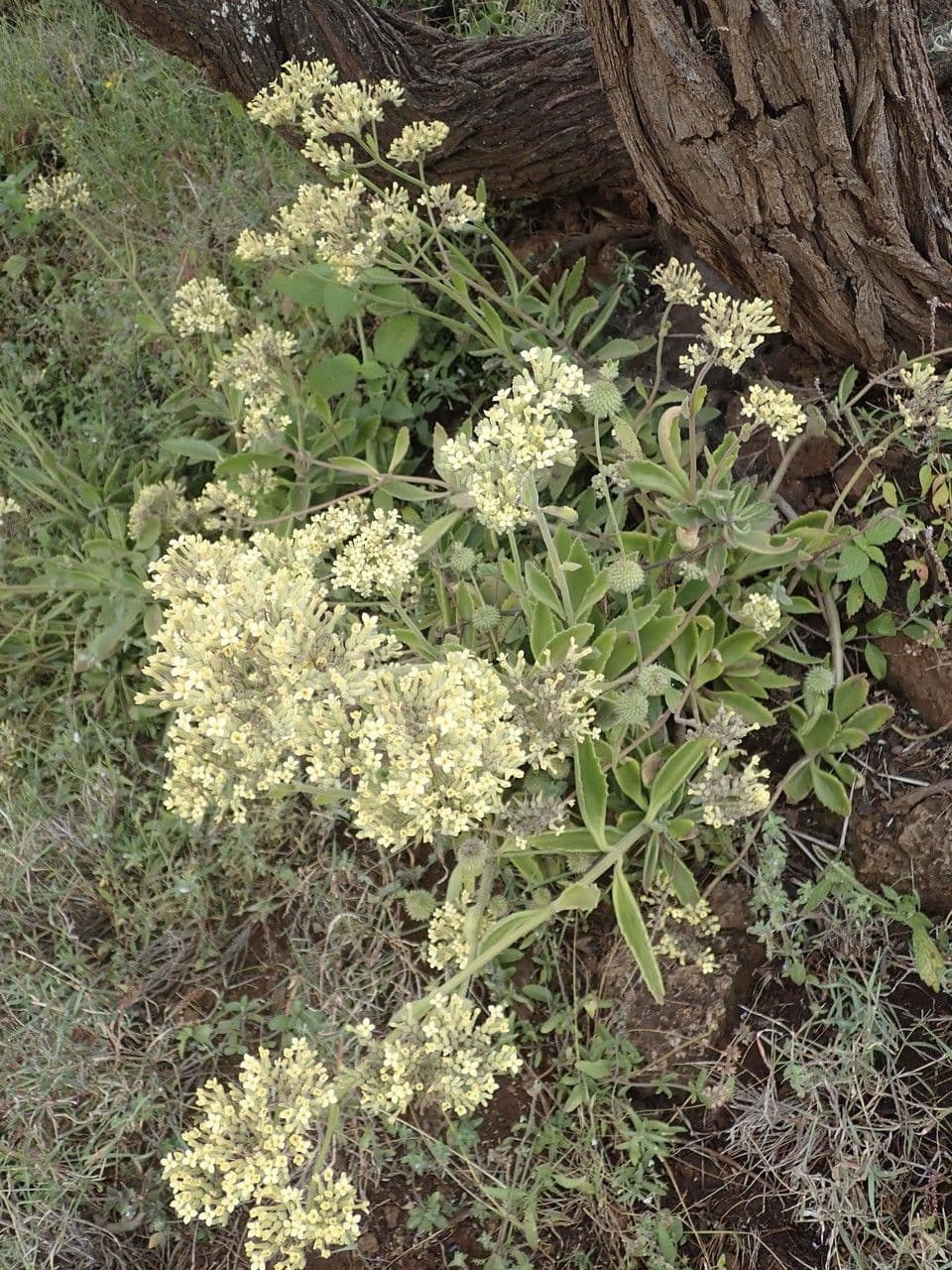 Kalanchoe densiflora 8