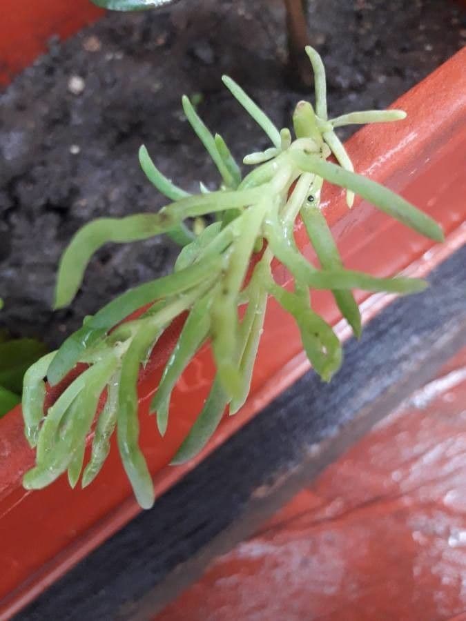 Lampranthus 8