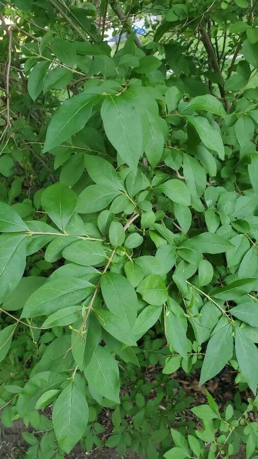 Forestiera ligustrina 6