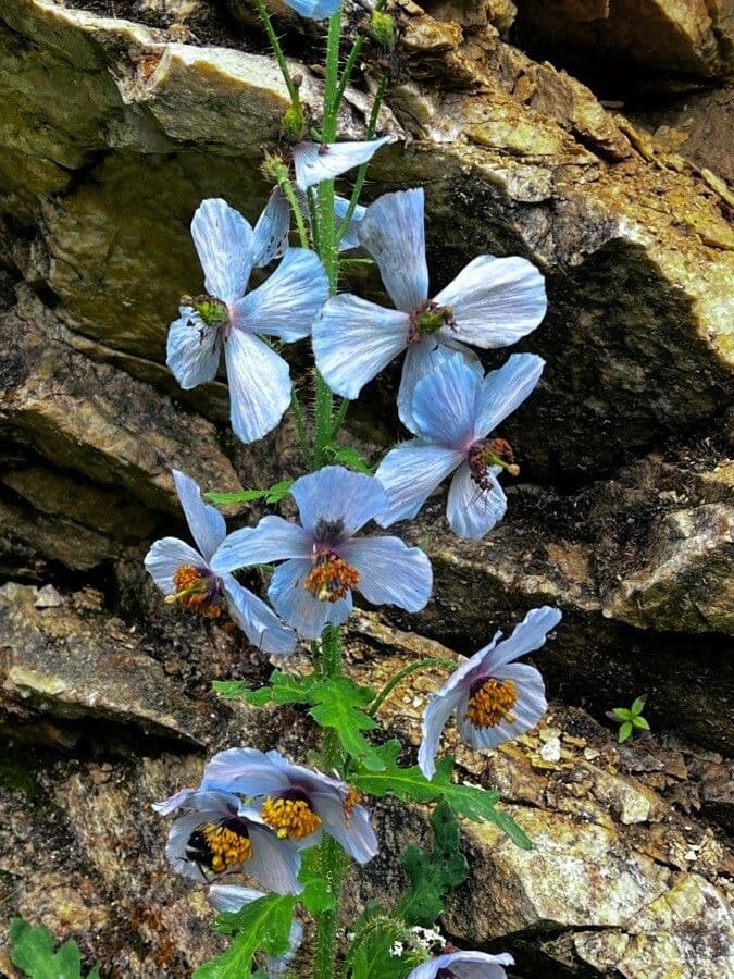 Breiblättriger Blaumohn