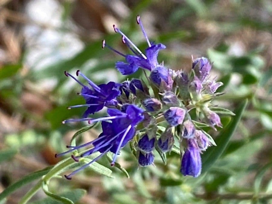 Issopo 6