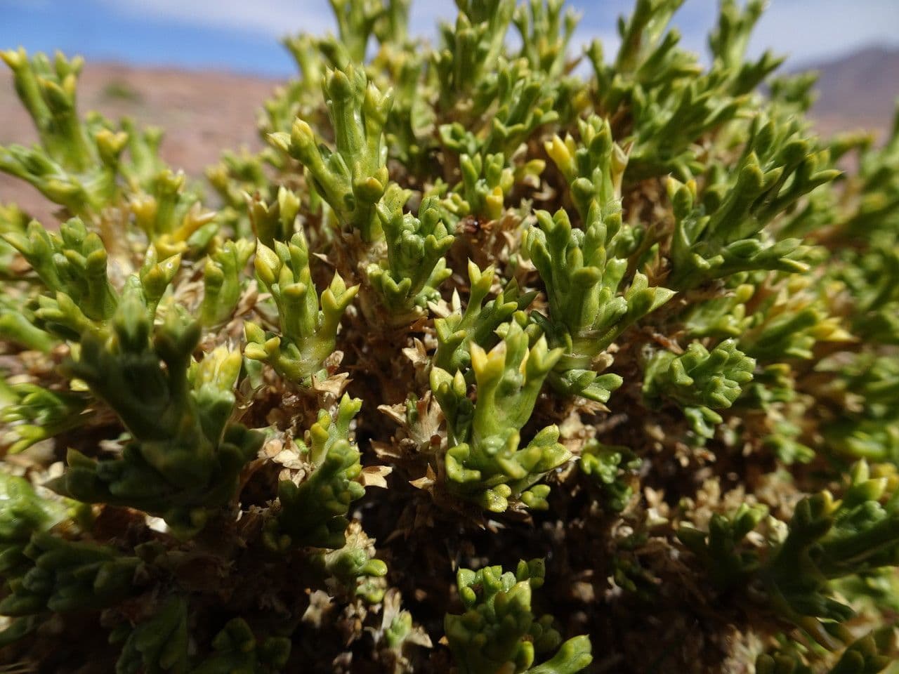 Xenophyllum pseudodigitato 4