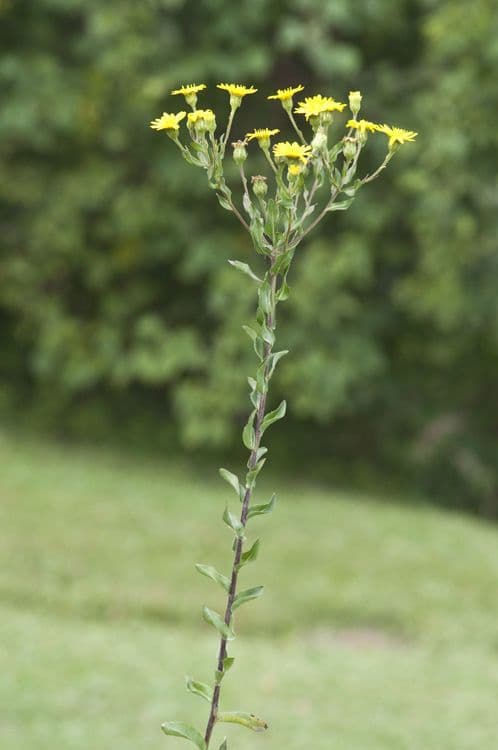 Heterotheca 13