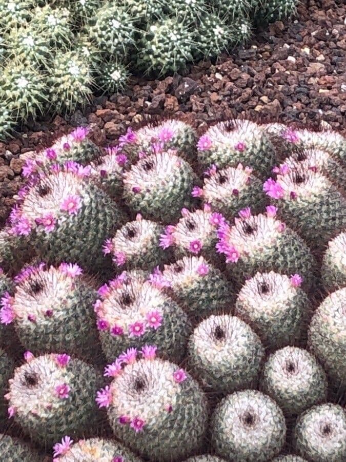 Cactus 4