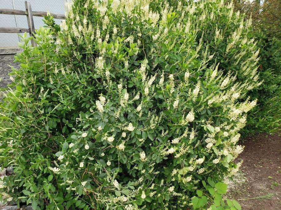Clethra 26