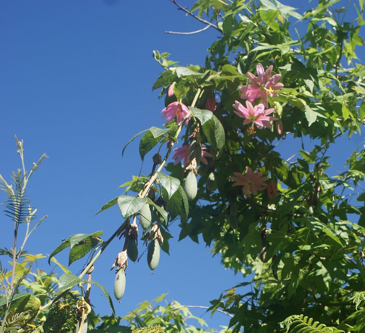 Passiflora tripartita 13