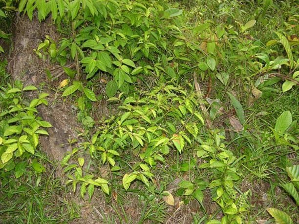 Croton 3