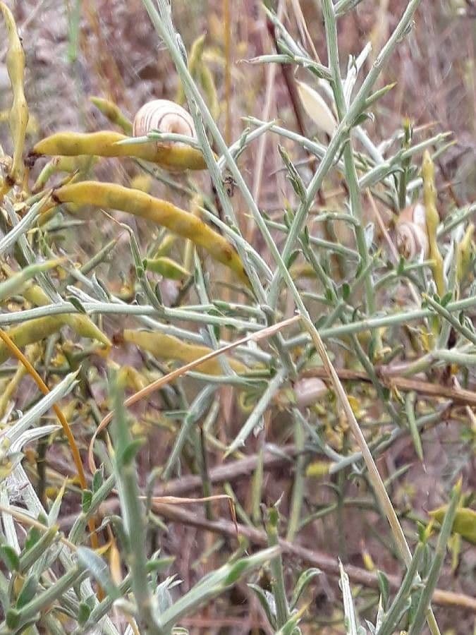 Ginestra spinosa 4