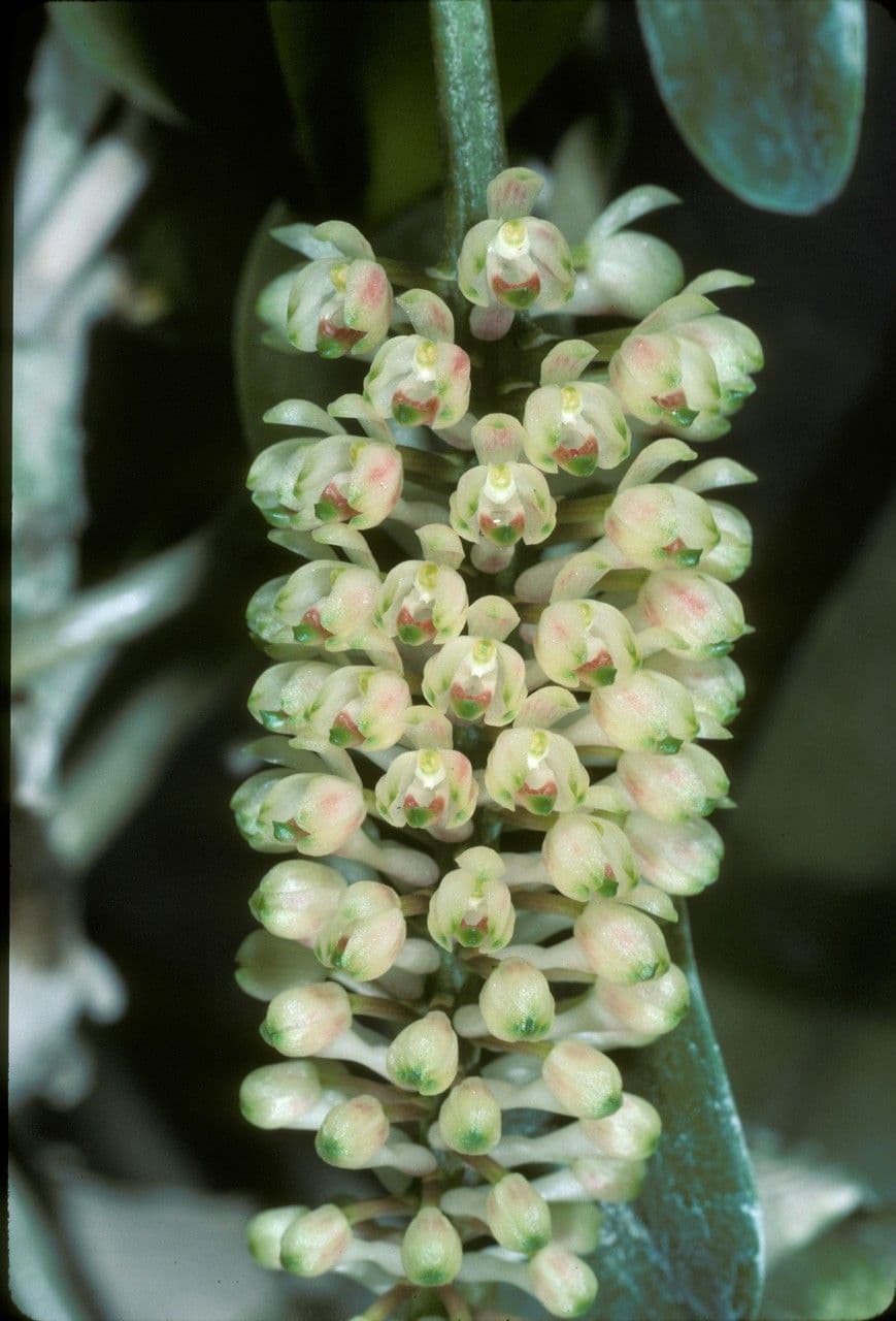 Robiquetia 3