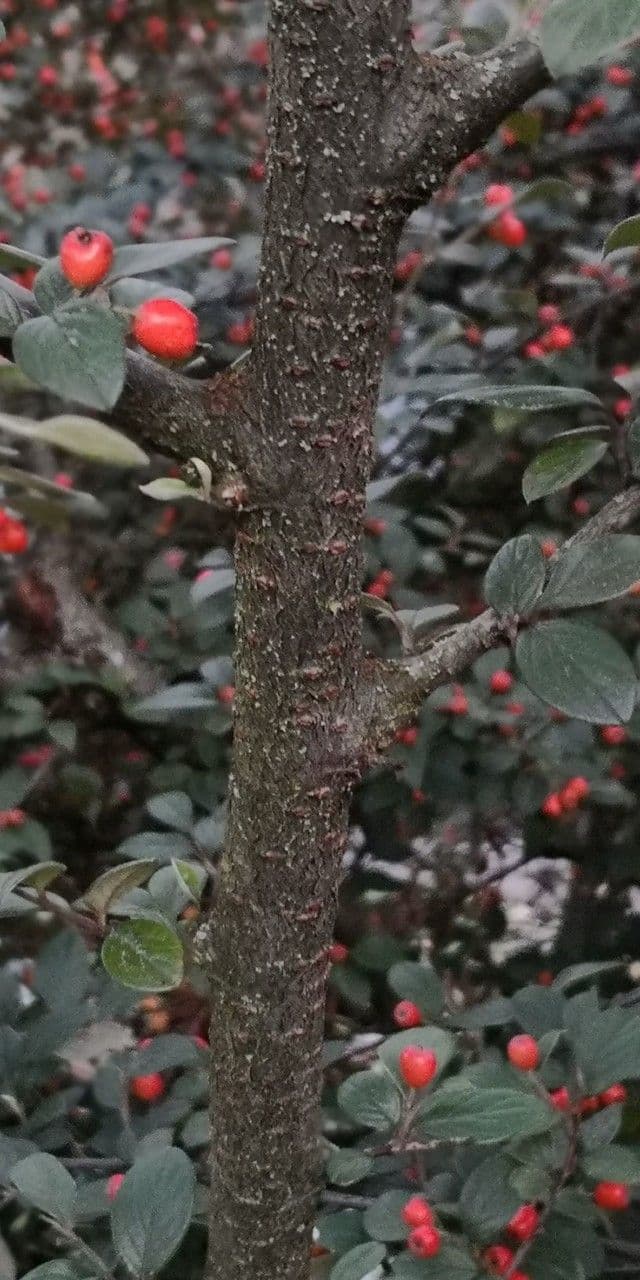 Cotoneaster di Stern 4