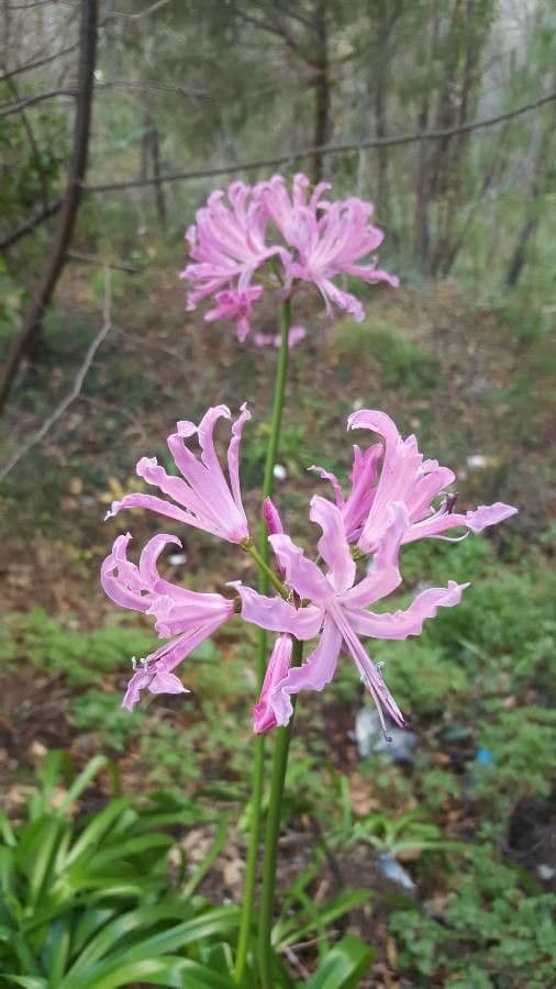 Nerine 4