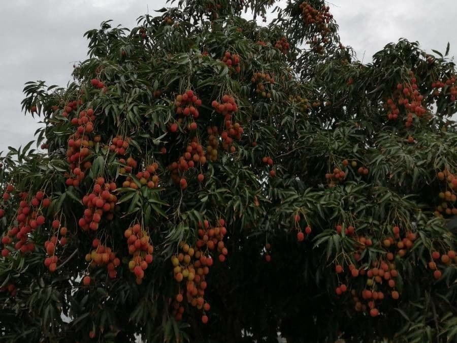 Litchi 5