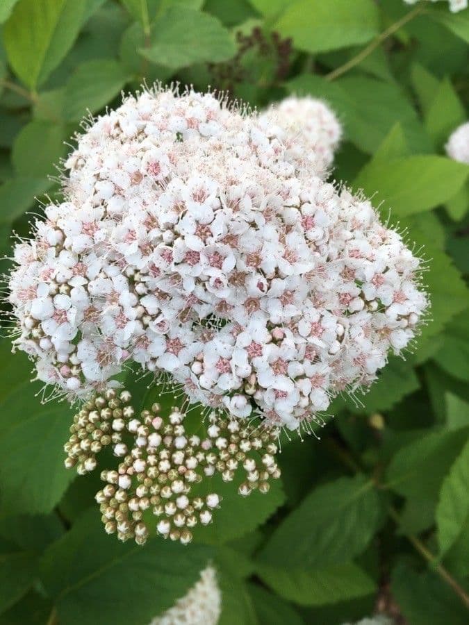 Spiraea media 2