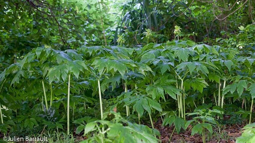 Východoindický arrowroot 12