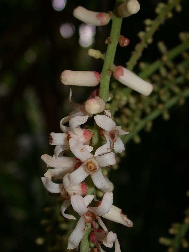 Guarea 10