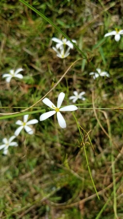 Sabatia brevifolia