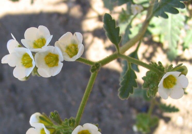 Fackelblume 3