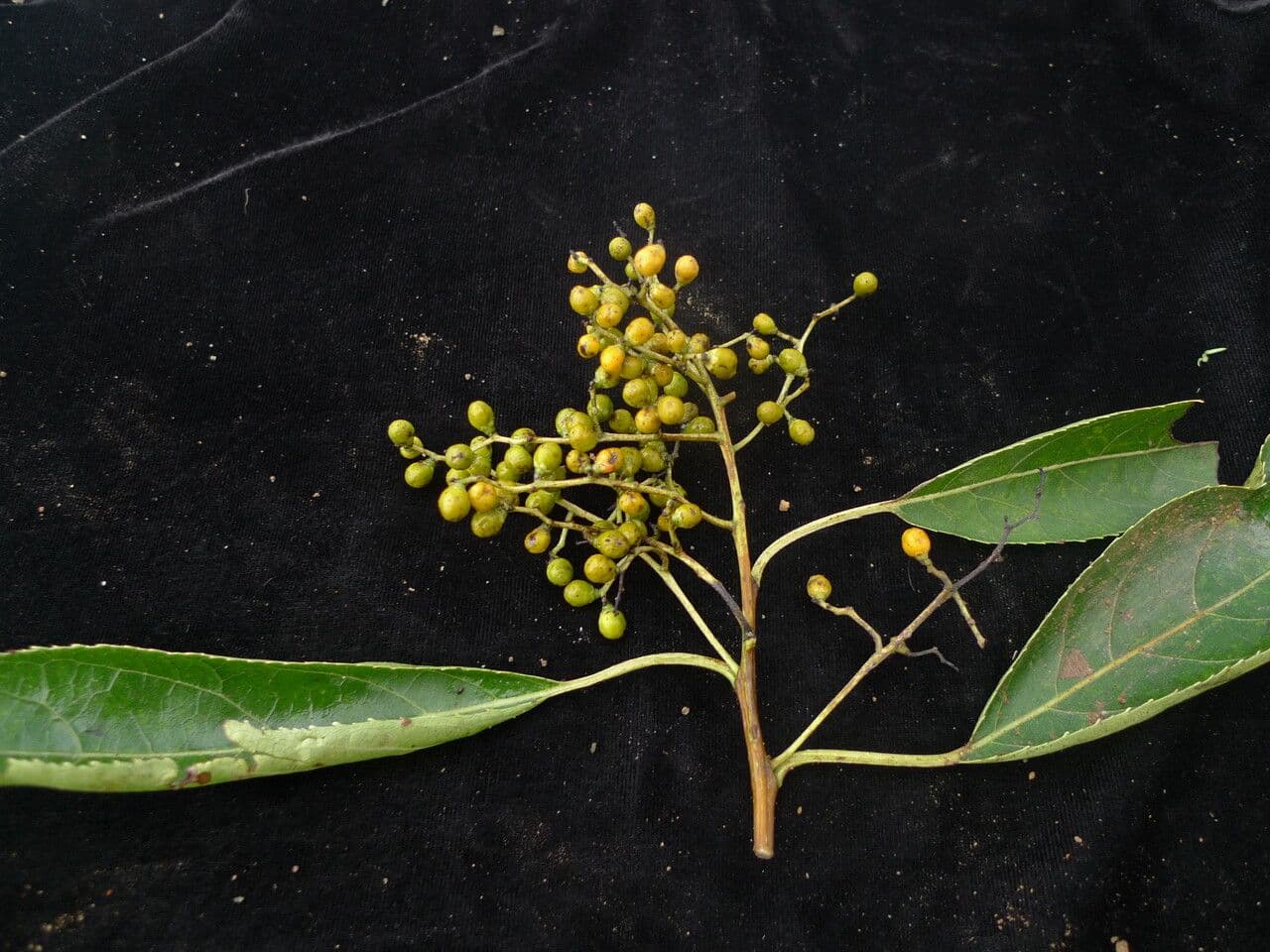 Ehretia acuminata 8