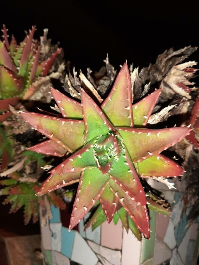 Kurzblättrige Aloe 18