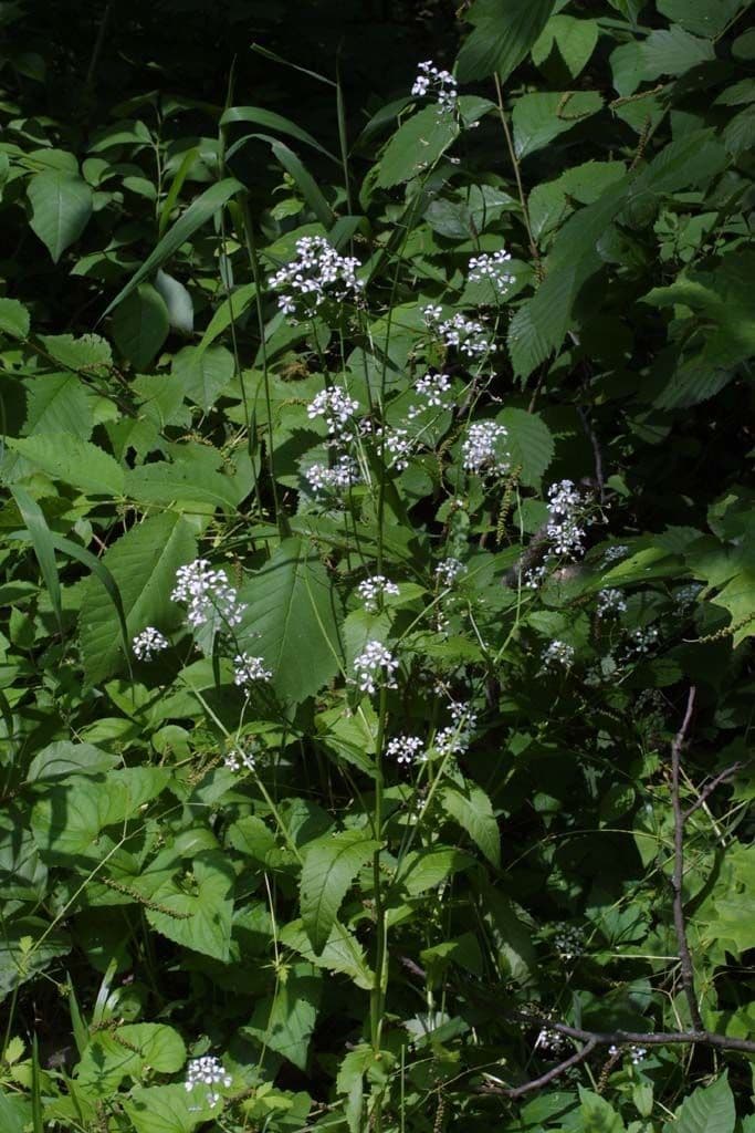 Iodanthus 9