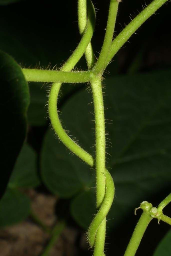 Matelea 17