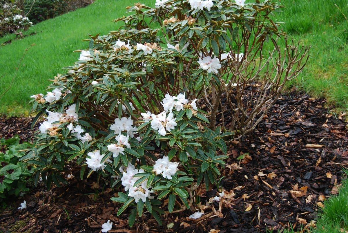 Rododendro 8
