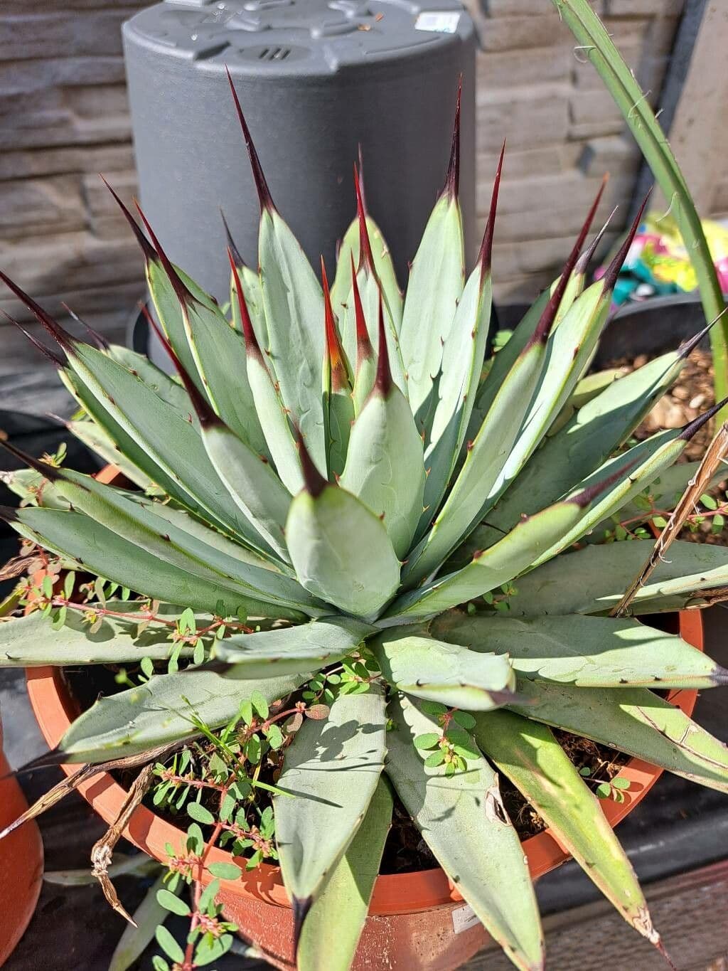 Agave 3