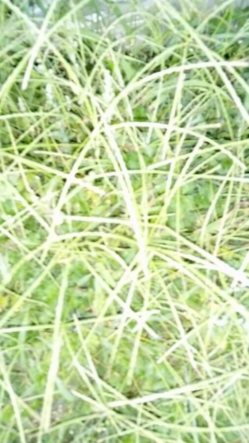 Paspalum scrobiculatum 15