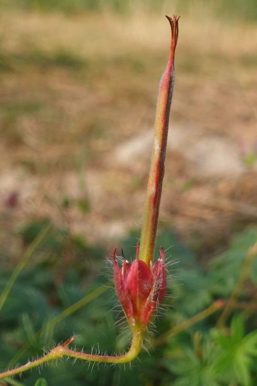 Géranium sanguin 4