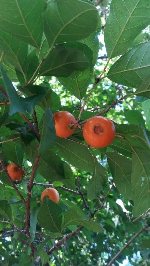 Campomanesia xanthocarpa 4
