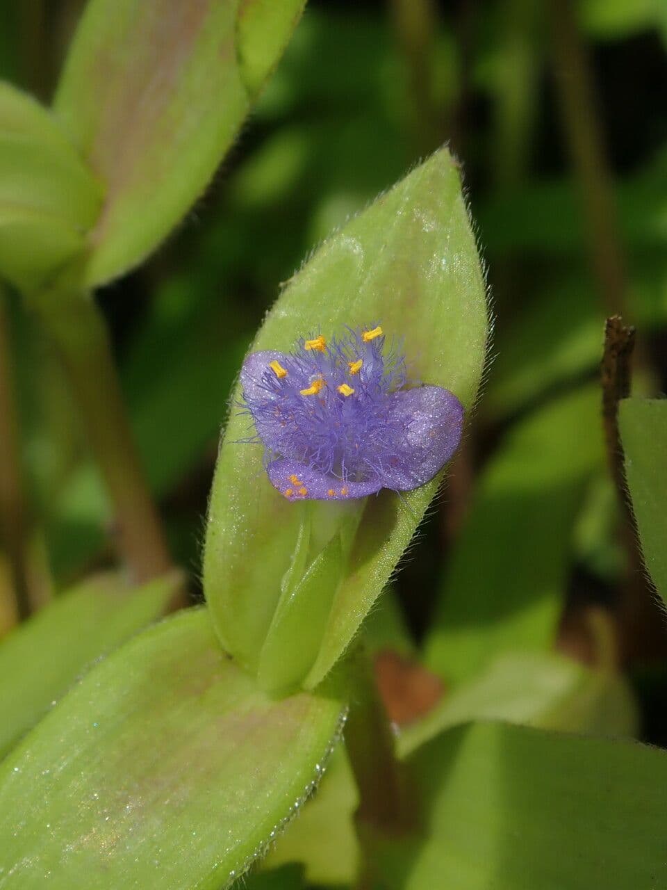 Cyanotis crestata