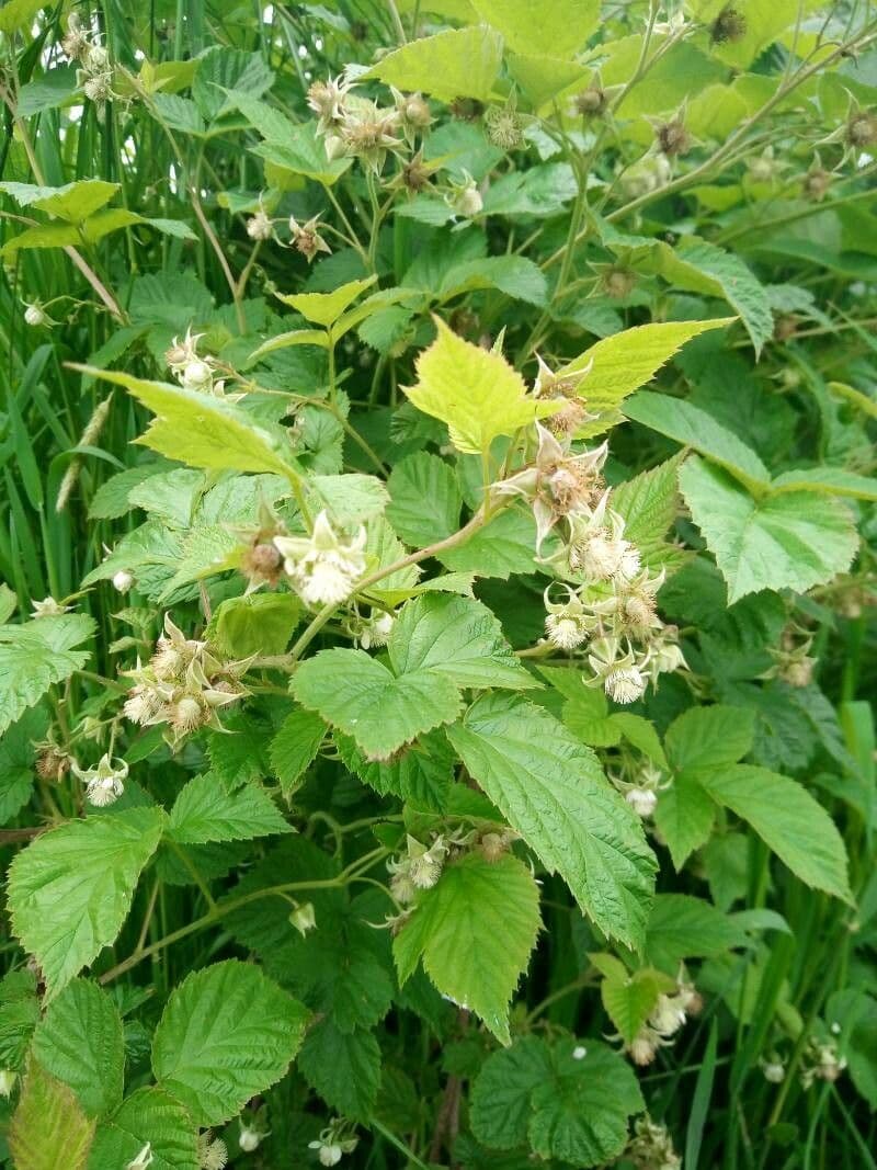 Bereifte Brombeere 27