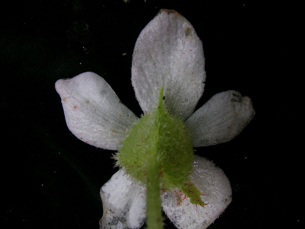 Begonia dipinta 8