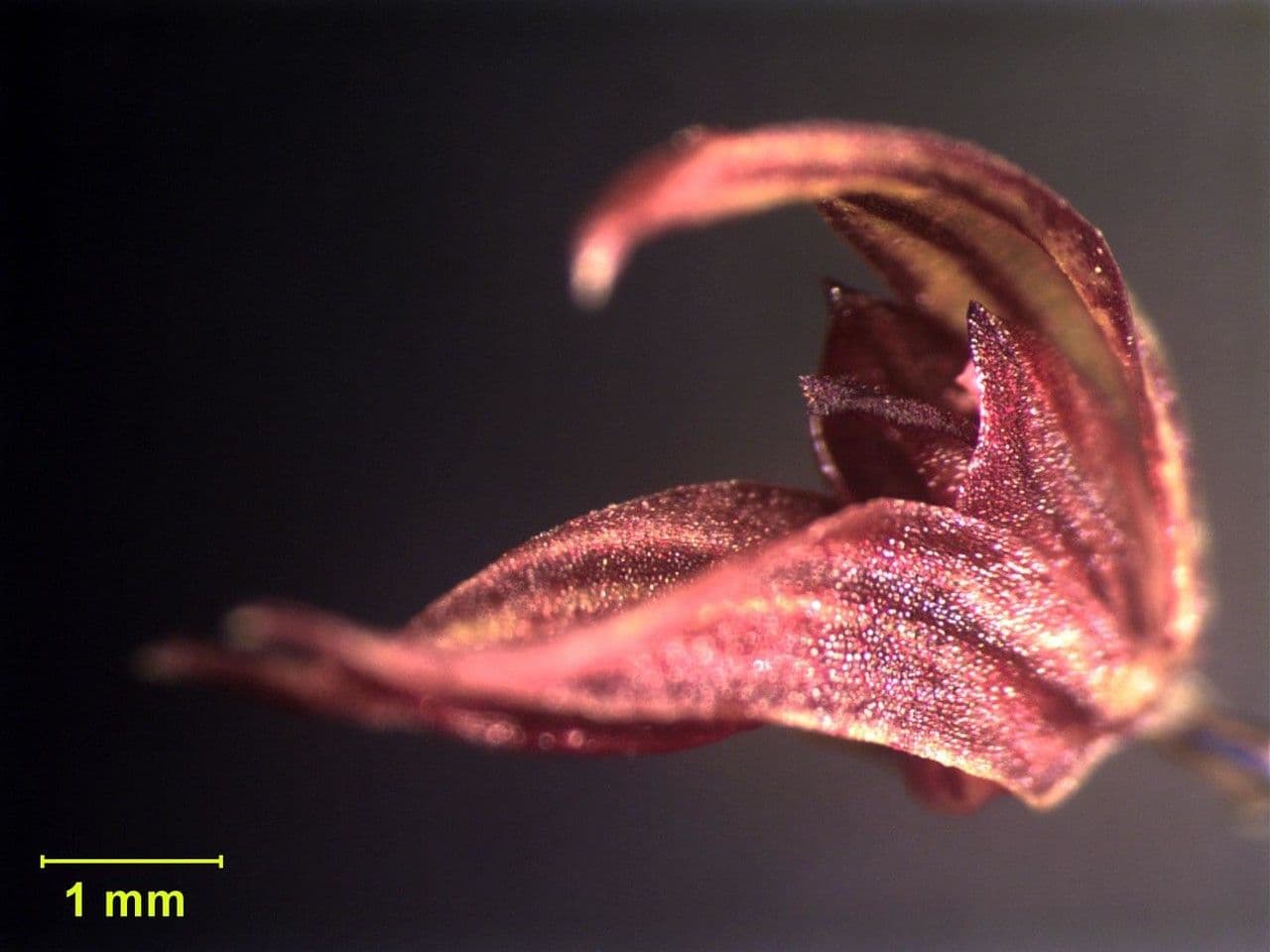 Specklinia 13
