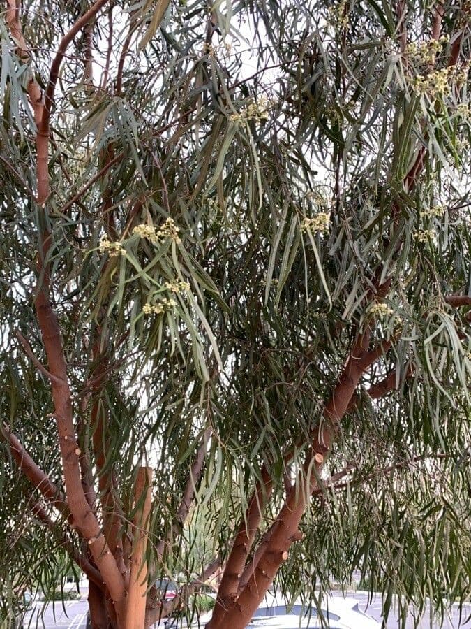 Geijera parviflora 5