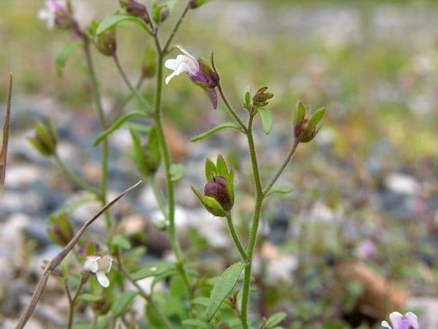 Linaria minore 2