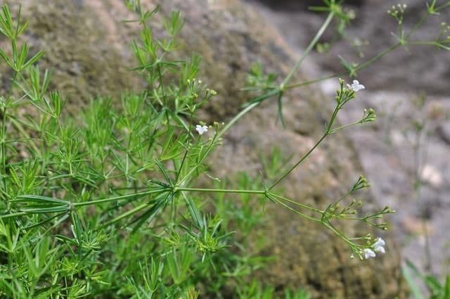Rubia glauca 13