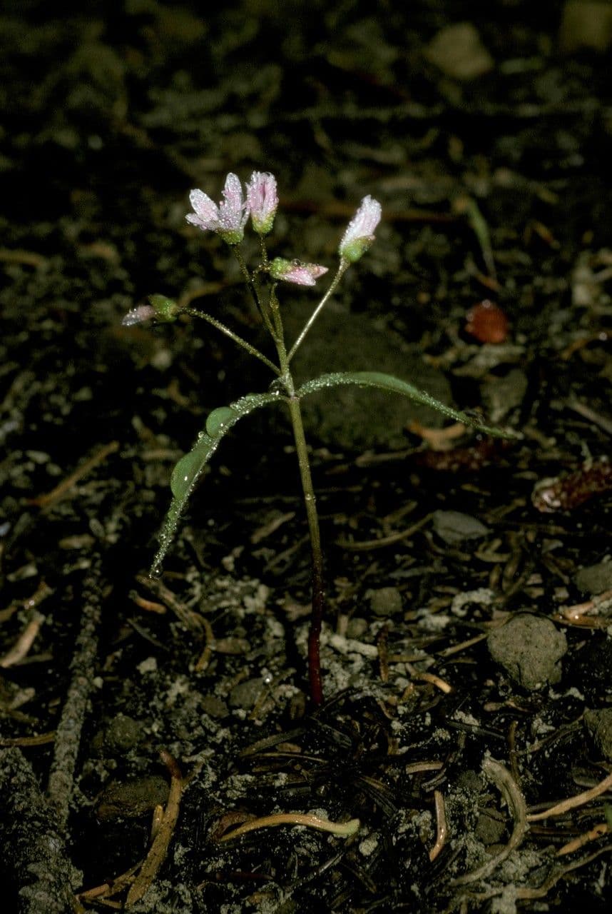 Claytonia lanceolata 3