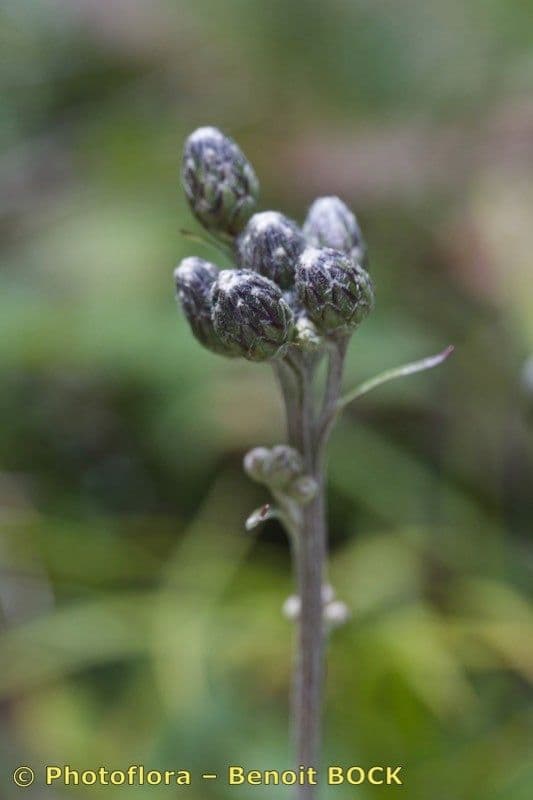 Saussurea discolor 2