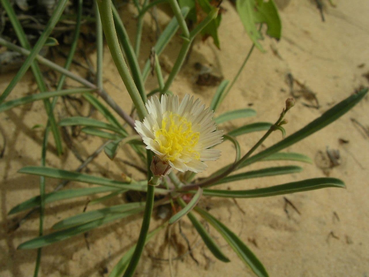 Launaea 3