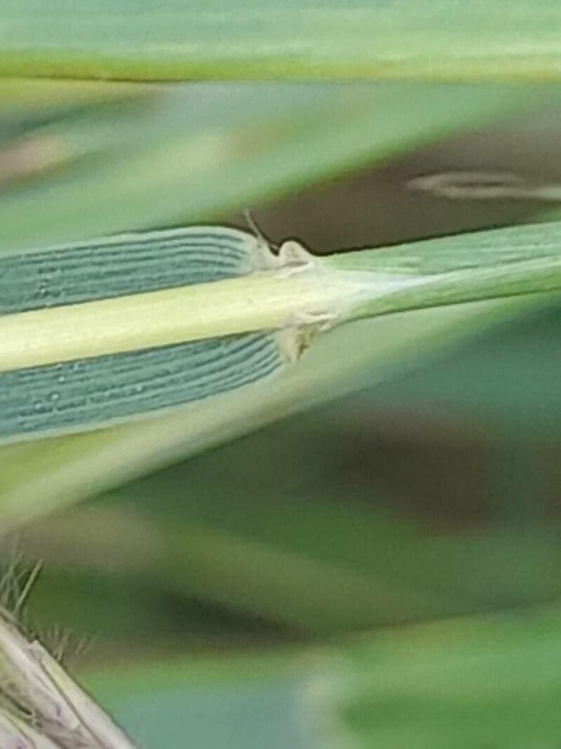 Dichanthium annulatum 19