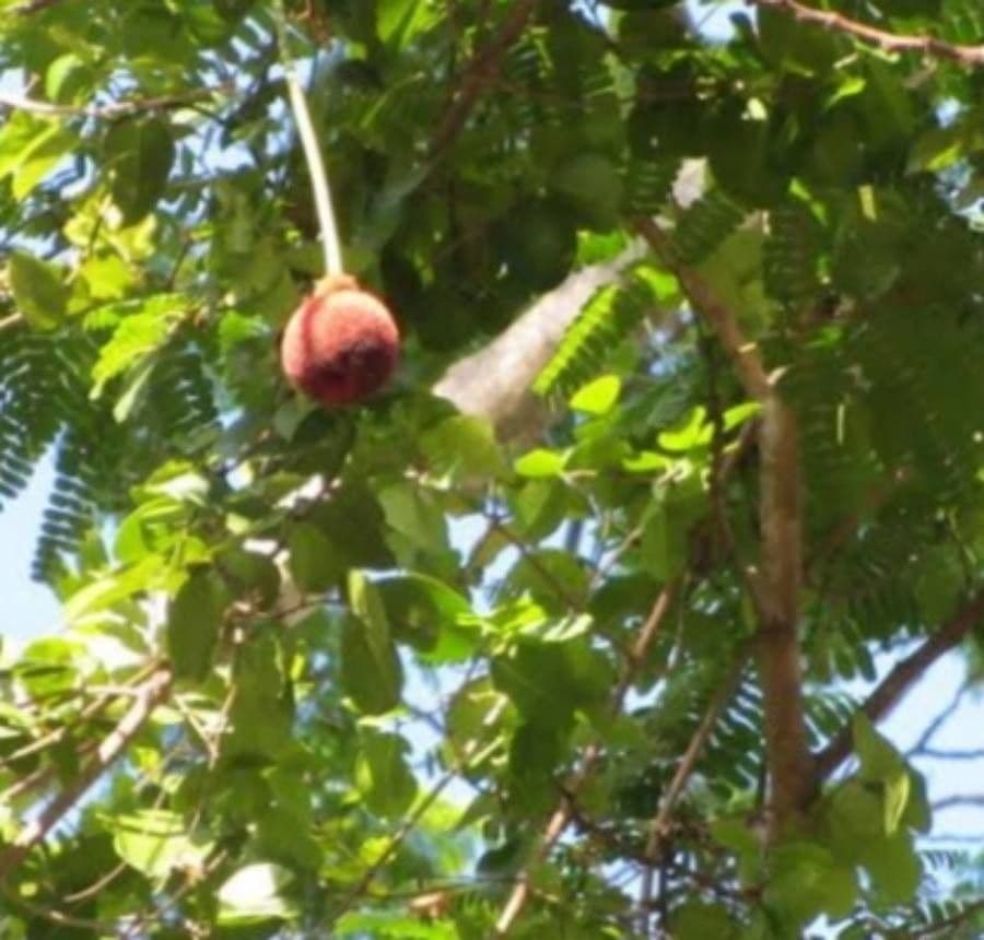 Parkia filicoide
