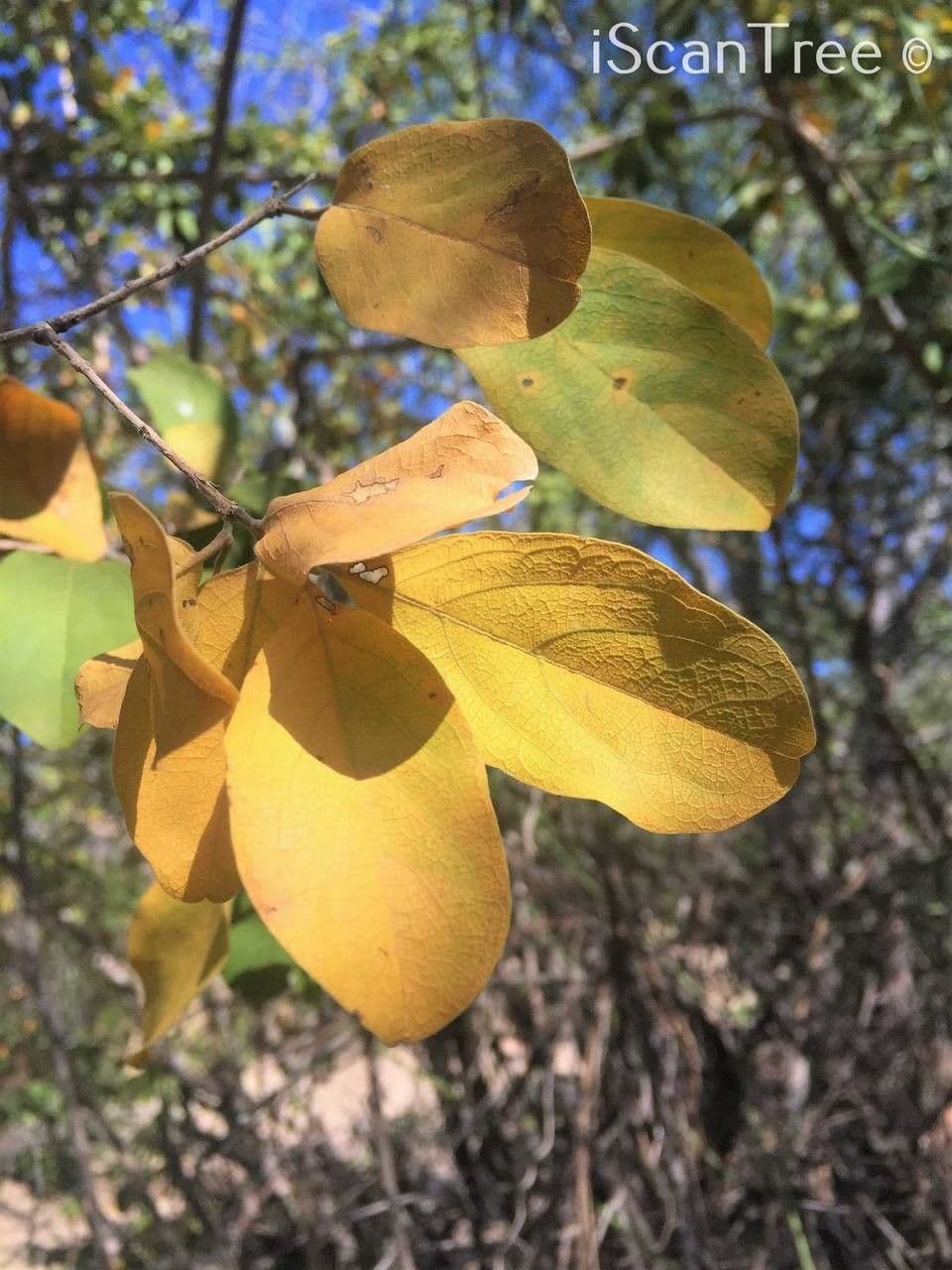 Kombretum 4