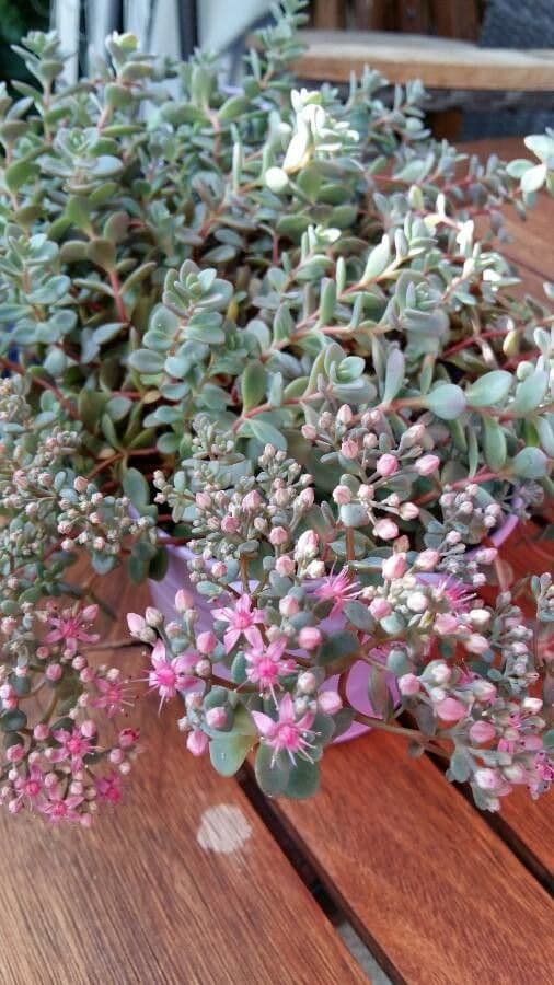 Sedum 3