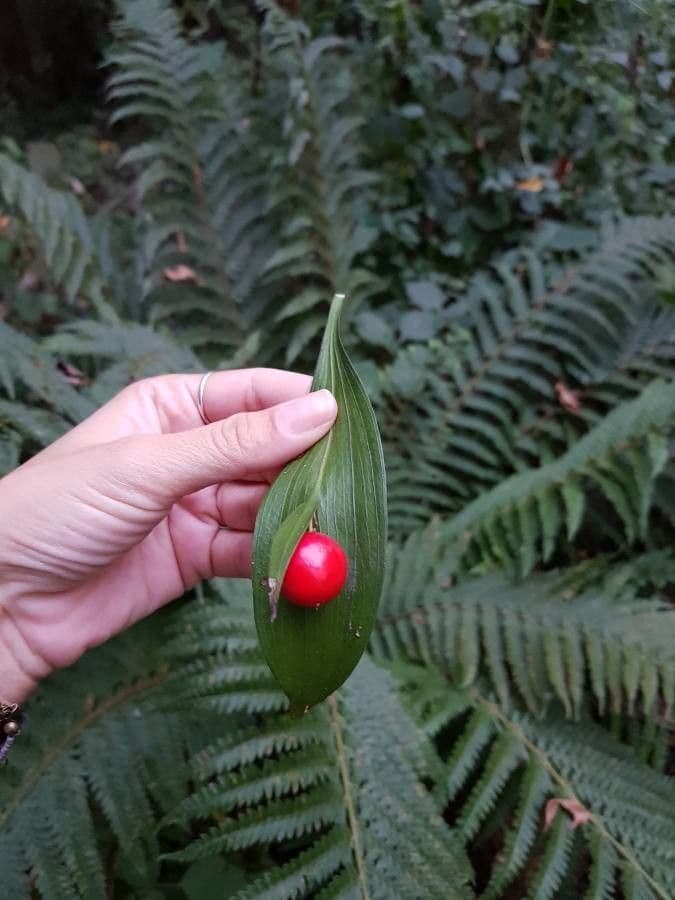 Ruscus hypoglossum 14